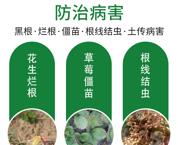 ;ㄅ蚬-田園季豐-大豐肥業(yè) ;ㄅ蚬-田園季豐-大豐肥業(yè)