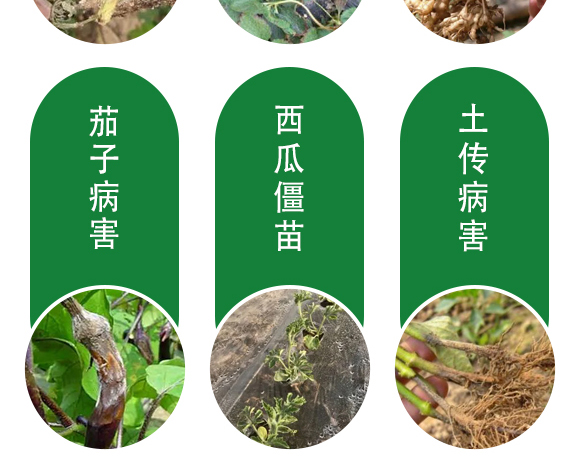 ;ㄅ蚬-田園季豐-大豐肥業(yè) ;ㄅ蚬-田園季豐-大豐肥業(yè)