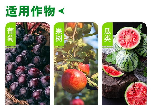桃蚜一號-德瑞森 桃蚜一號-德瑞森