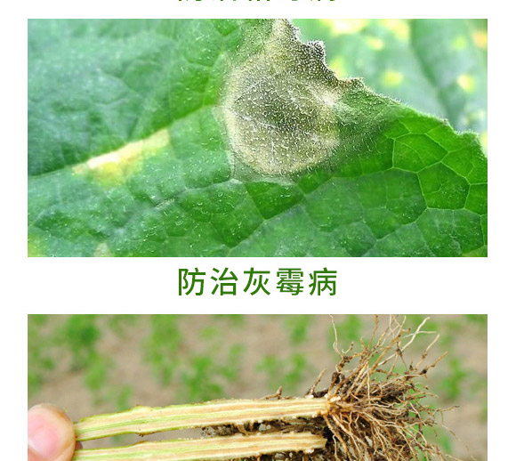 銀離子重茬根腐特抑劑-萬(wàn)稼能-乾農(nóng) 銀離子重茬根腐特抑劑-萬(wàn)稼能-乾農(nóng)