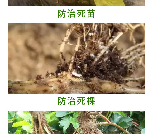 重茬根腐專用菌肥-萬稼能-乾農(nóng) 重茬根腐專用菌肥-萬稼能-乾農(nóng)