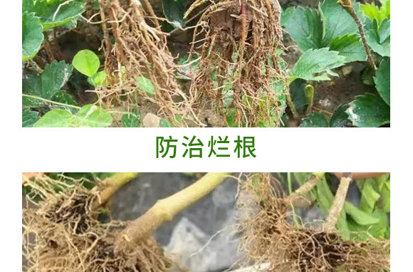 重茬根腐專用菌肥-萬稼能-乾農(nóng) 重茬根腐專用菌肥-萬稼能-乾農(nóng)