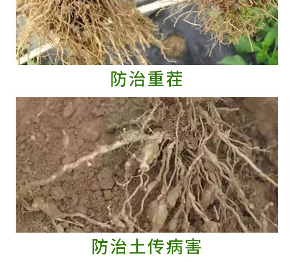 重茬根腐專用菌肥-萬稼能-乾農(nóng) 重茬根腐專用菌肥-萬稼能-乾農(nóng)