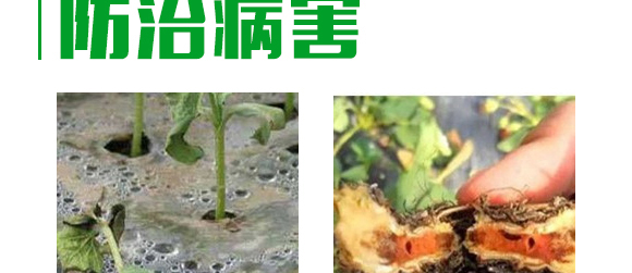 5g噁霉靈水分散粒劑-土紳-長(zhǎng)雙農(nóng)藥 5g噁霉靈水分散粒劑-土紳-長(zhǎng)雙農(nóng)藥