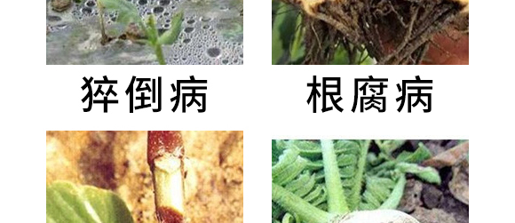 5g噁霉靈水分散粒劑-土紳-長(zhǎng)雙農(nóng)藥 5g噁霉靈水分散粒劑-土紳-長(zhǎng)雙農(nóng)藥
