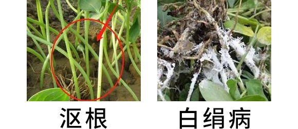 5g噁霉靈水分散粒劑-土紳-長(zhǎng)雙農(nóng)藥 5g噁霉靈水分散粒劑-土紳-長(zhǎng)雙農(nóng)藥