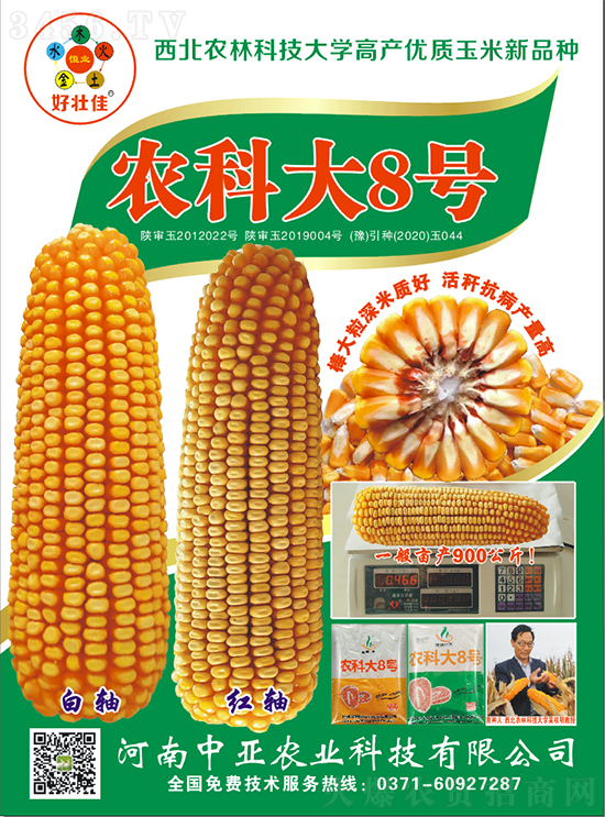紅軸農(nóng)科大8號(hào)玉米種子-敦煌飛天-中亞農(nóng)業(yè) 紅軸農(nóng)科大8號(hào)玉米種子-敦煌飛天-中亞農(nóng)業(yè)