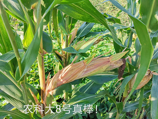 紅軸農(nóng)科大8號(hào)玉米種子-敦煌飛天-中亞農(nóng)業(yè) 紅軸農(nóng)科大8號(hào)玉米種子-敦煌飛天-中亞農(nóng)業(yè)