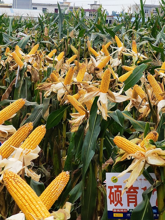 T1734500-׷N-̵NI(y)