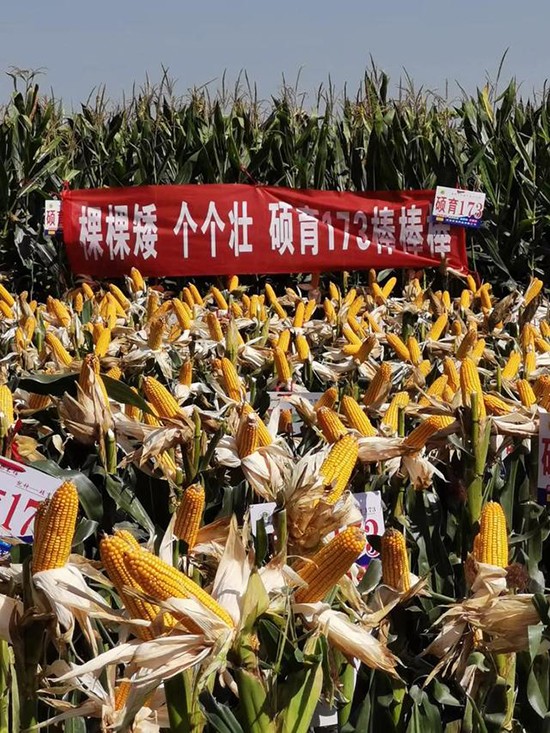 T1734500-׷N-̵NI(y)