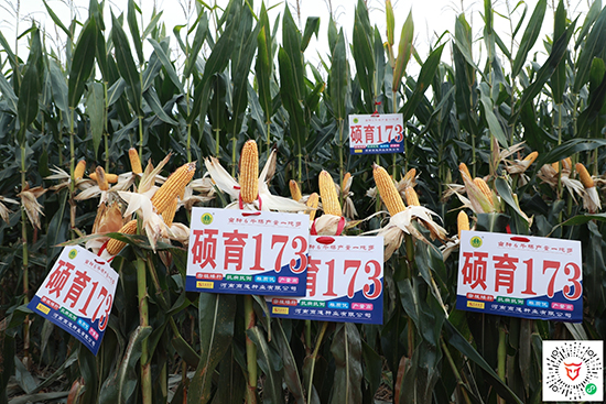 T1734500-׷N-̵NI(y)