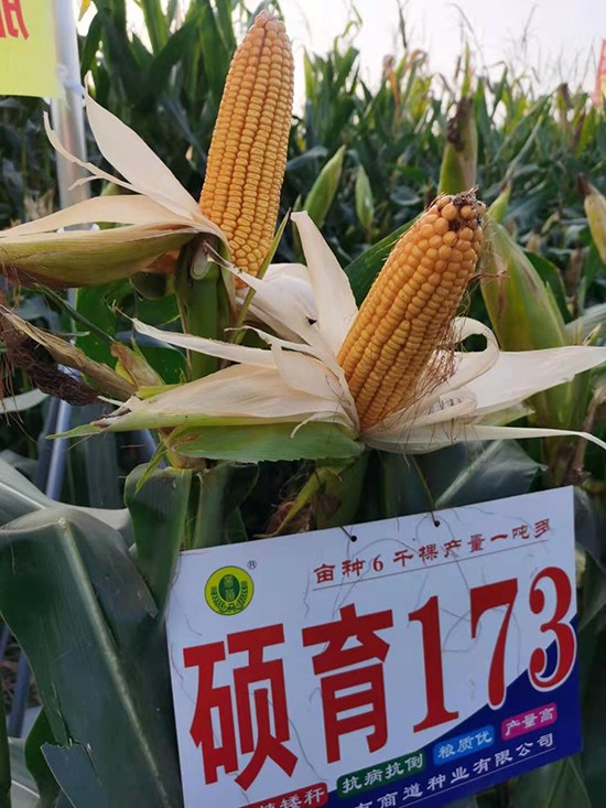 T1734500-׷N-̵NI(y)