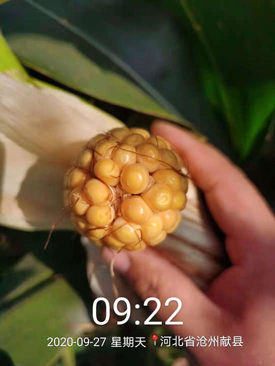 T1734500-׷N-̵NI(y)