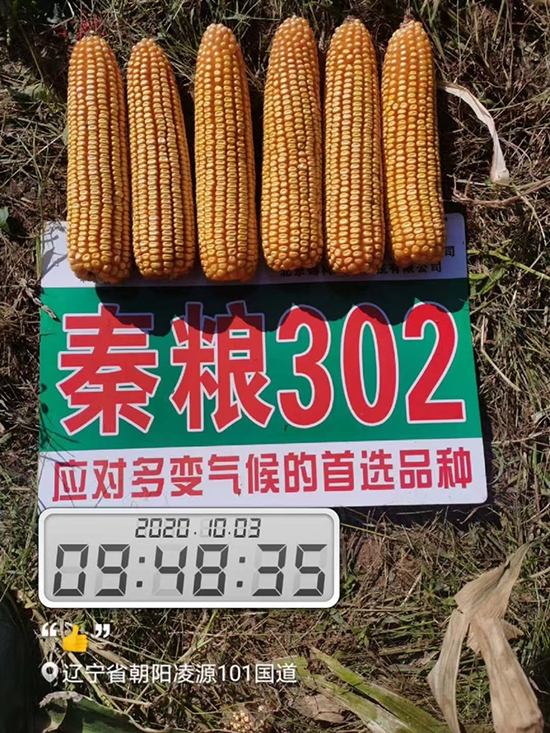 ؼZ302-׷N-r(nng)