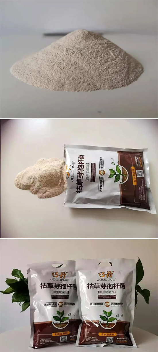 枯草芽孢桿菌-巧丹-萬(wàn)瑞谷德 枯草芽孢桿菌-巧丹-萬(wàn)瑞谷德