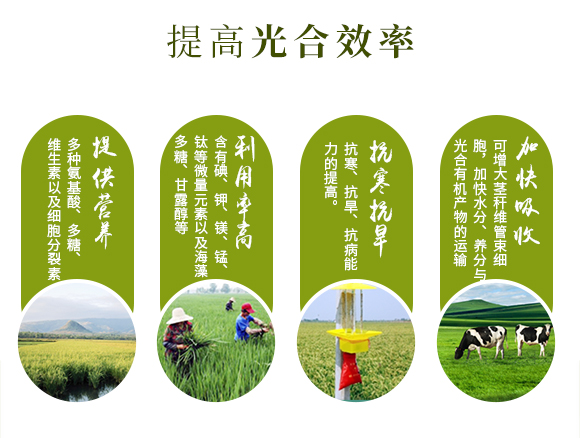 矿源黄腐酔R·?天山黑金-中特煤_02.jpg