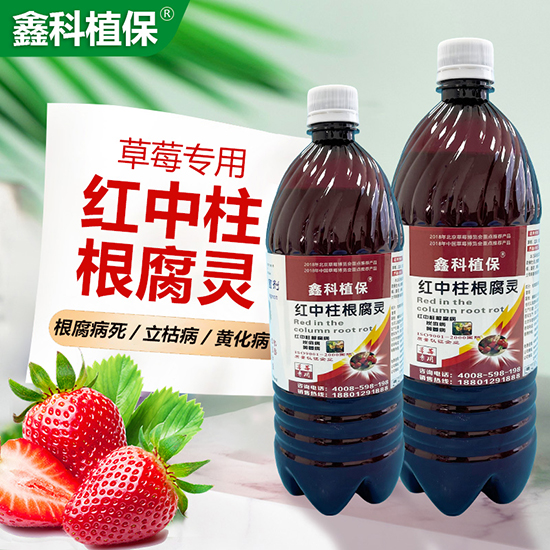 鑽夎帗涓撶敤鏉鑿屽墏-綰腑鏌辨牴鑵愮伒-閼妞嶄繚.jpg 鑽夎帗涓撶敤鏉鑿屽墏-綰腑鏌辨牴鑵愮伒-閼妞嶄繚.jpg