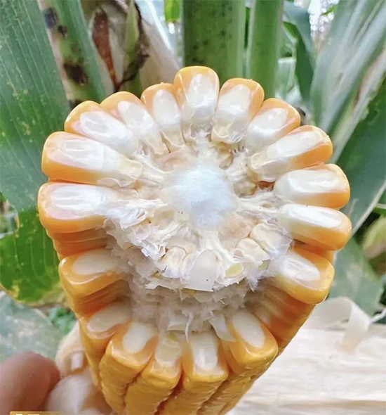 鏈爣棰?1.jpg