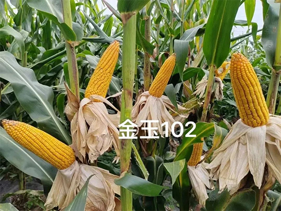 鏈爣棰?2.jpg