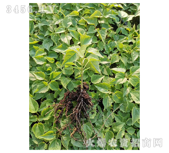 2020鱘(sh)ӆλ(xing)Ŀ1