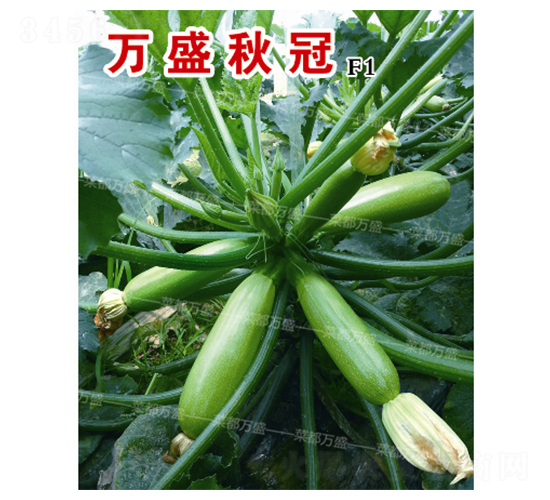 f(wn)ʢ-JN-˶f(wn)ʢ