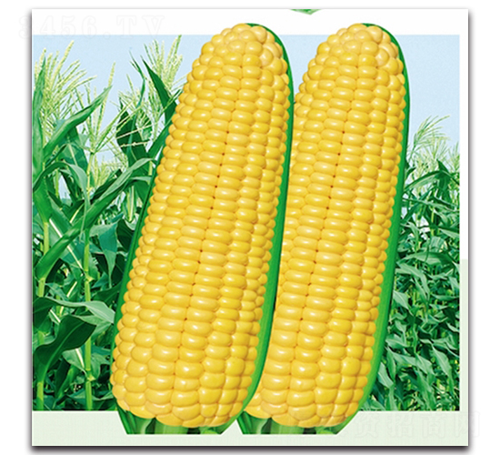 S606-Ŵ׷N-^B
