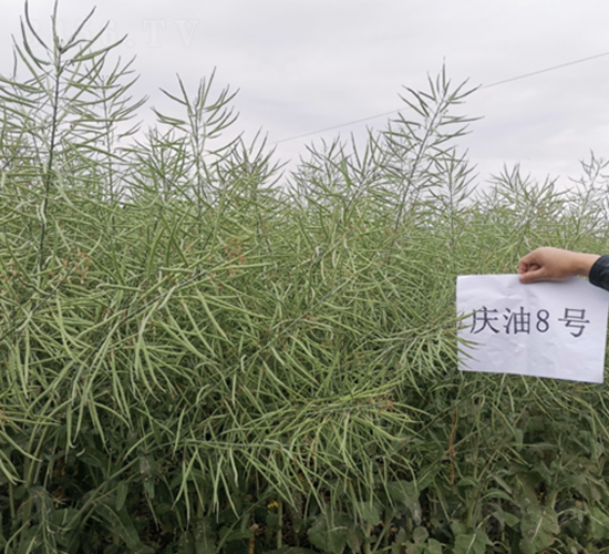 c8̖(ho)-Ͳ˷N-һNI(y)