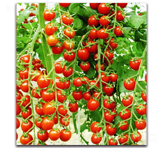 ʺ2̖-ѷN-r(nng)r(nng)I(y)