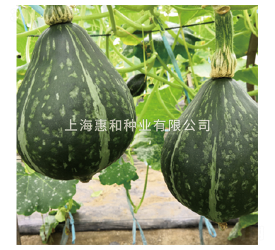 冬至-南瓜種子-惠和種業(yè)