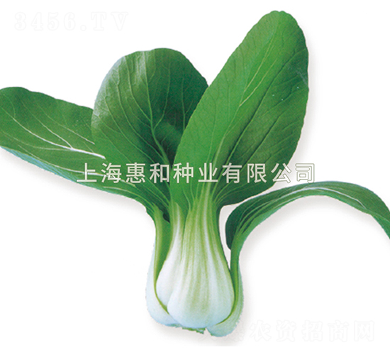 平成五號-青菜種子-惠和種業(yè)