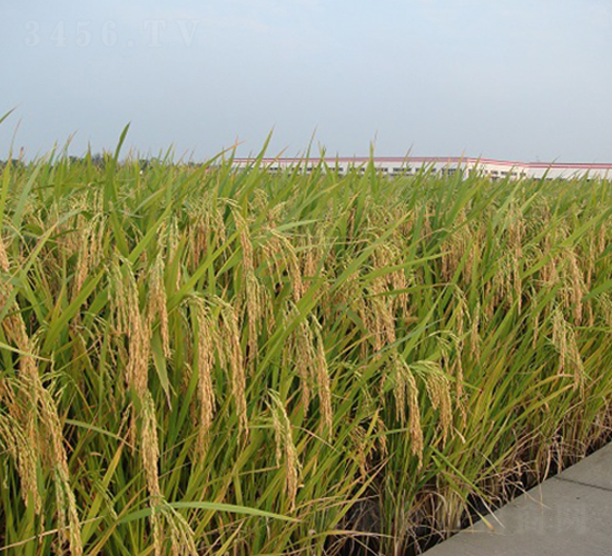 P(yng)Ƀ(yu)013-ˮN-r(nng)l(f)