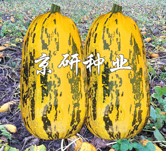 S3̖(ho)-JN-