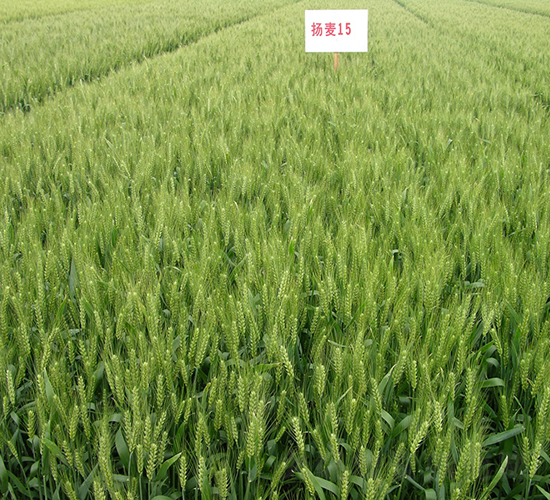 P15̖-СN-r(nng)l(f)