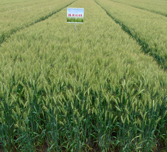 PŴ1̖-СN-r(nng)l(f)