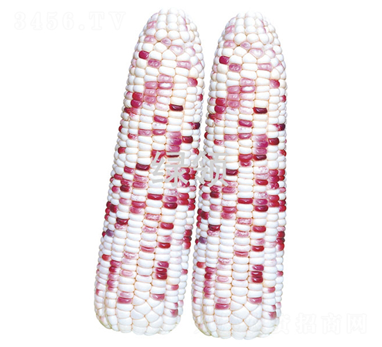 Ŵ608-׷N-GI(lng)NI(y)