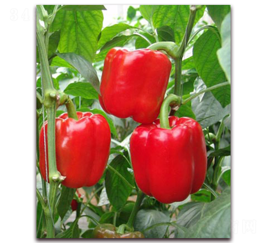 ttɫ𽷷N-|Zr(nng)I(y)