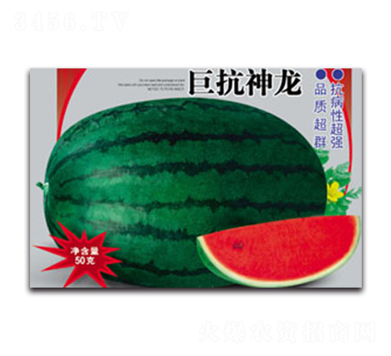 巨抗神龍-西瓜種子-德信盈農(nóng)業(yè)