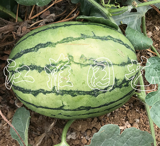 ׿Խ4̖(ho)-ϷN-@ˇ