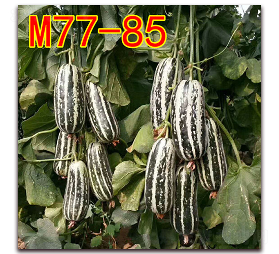 M77-85-ƤϷN-·NI(y)