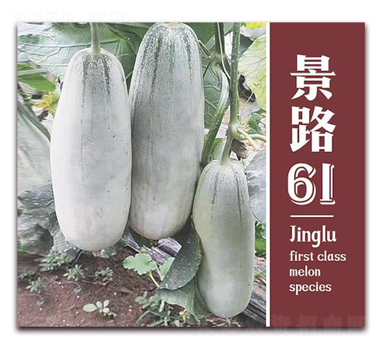 ·61-ƤϷN-·NI(y)