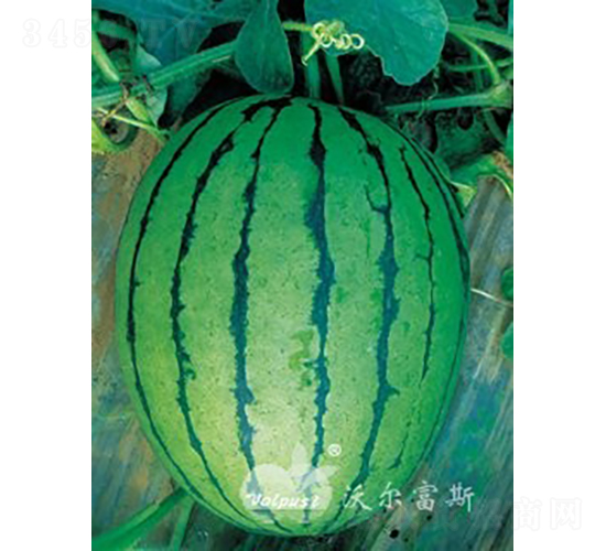 紺̖F1YƷϣ-ϷN-֠˹