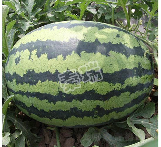 ̖(ho)-ϷN-