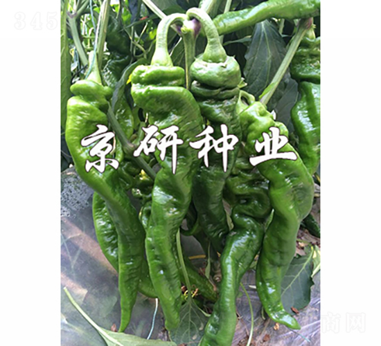 京旋3號(hào)-辣椒種子-京研種業(yè)