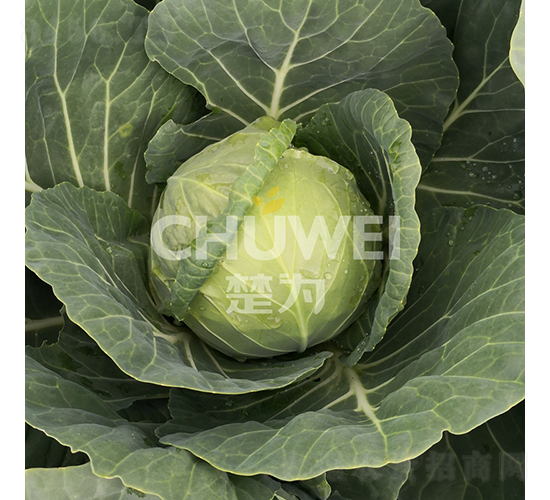 楚圓春109-甘藍種子-楚為生物