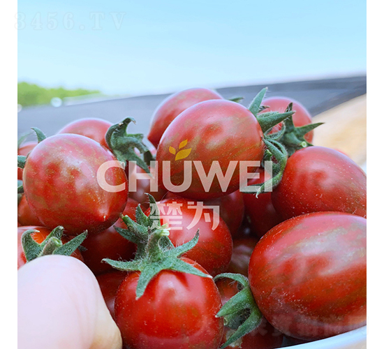 出彩2號(hào)-番茄種子-楚為生物