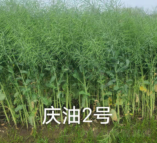 c2̖-Ͳ˷N-rƼ