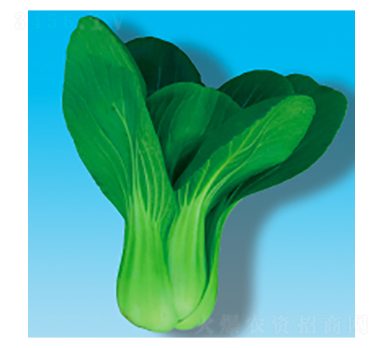 青梗菜種子-瀛青061-華瀛種業(yè)