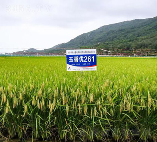 マ(yu)261-ˮN-𽡷NI(y)