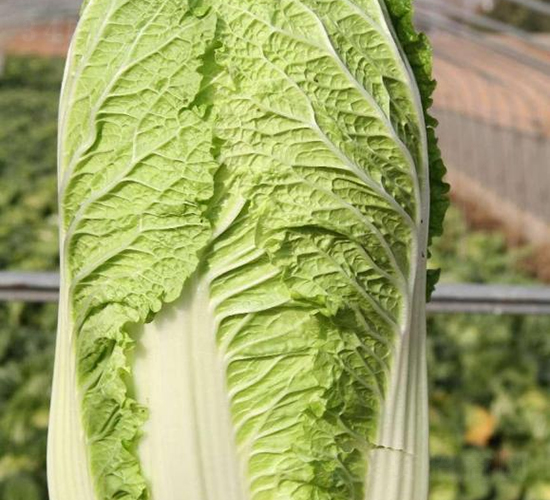 ذһ̖(ho)-ײ˷N-SNI(y)