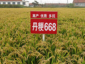 668̖(ho)-ˮN-NI(y)